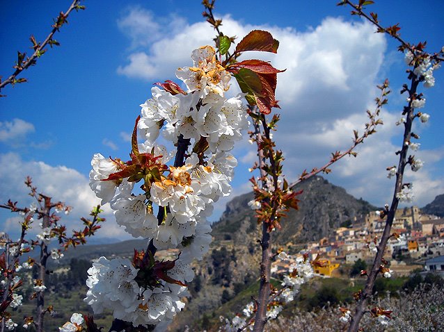 CEREZOS EN FLOR