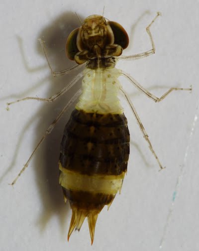 Libellulidae Larvae