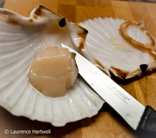 Through the Gaps! Newlyn Fishing News Seared scallops flame comments