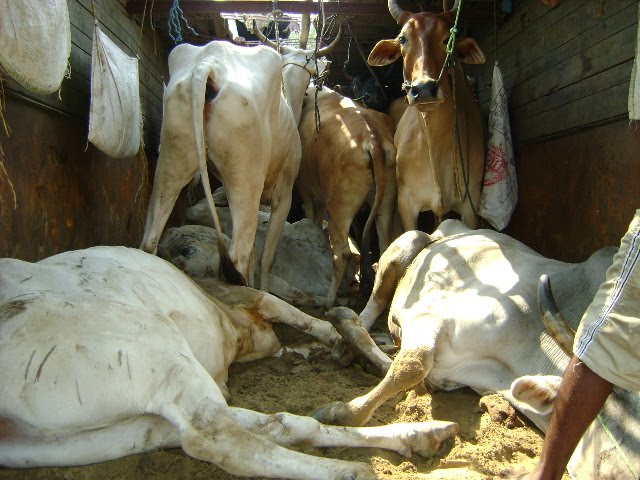 Dead Oxen