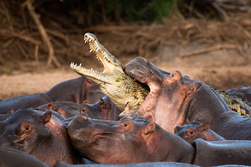[Hipopótamo_crocodilo.jpg]