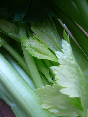 can dogs celery can dogs eat celery leaves image search results can dogs celery can dogs eat celery leaves image search results