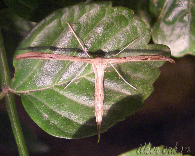 [MothSpecies61.JPG]