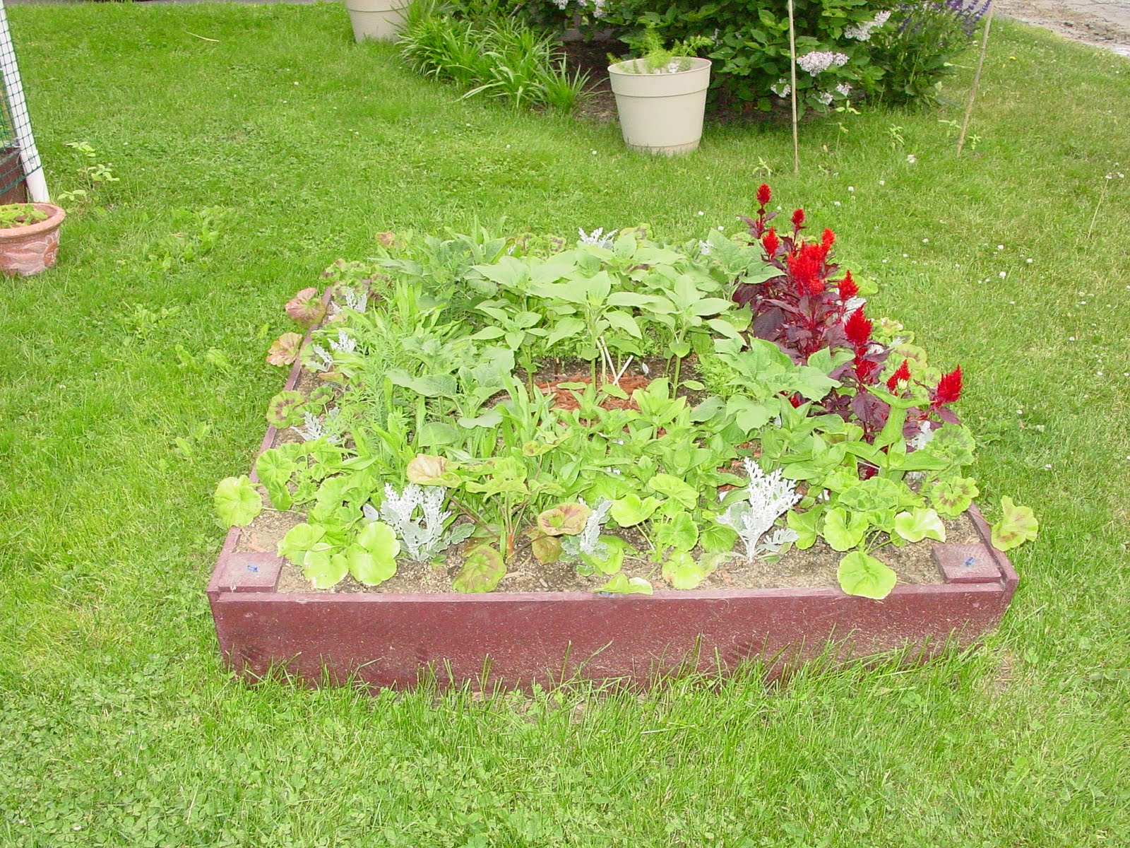 Shari's home garden: May 2010