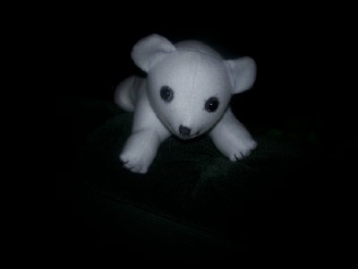 [pablo+polar+bear1.jpg]