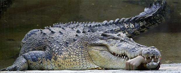 [crocodilo.jpg]