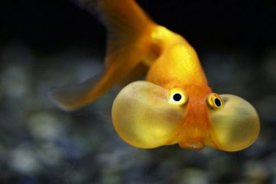   Bubble-Eye-Goldfish-