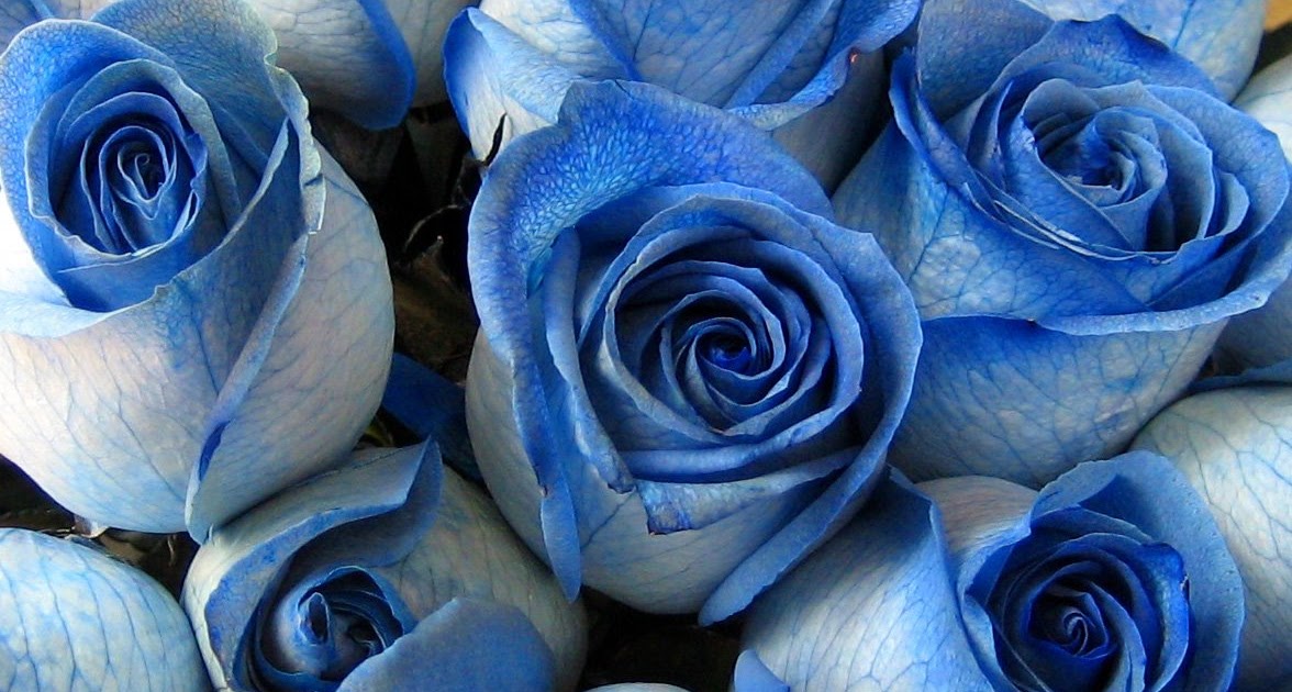 La Jolla Village Florist Blue and Purple Roses