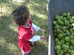 Ben helping with pears