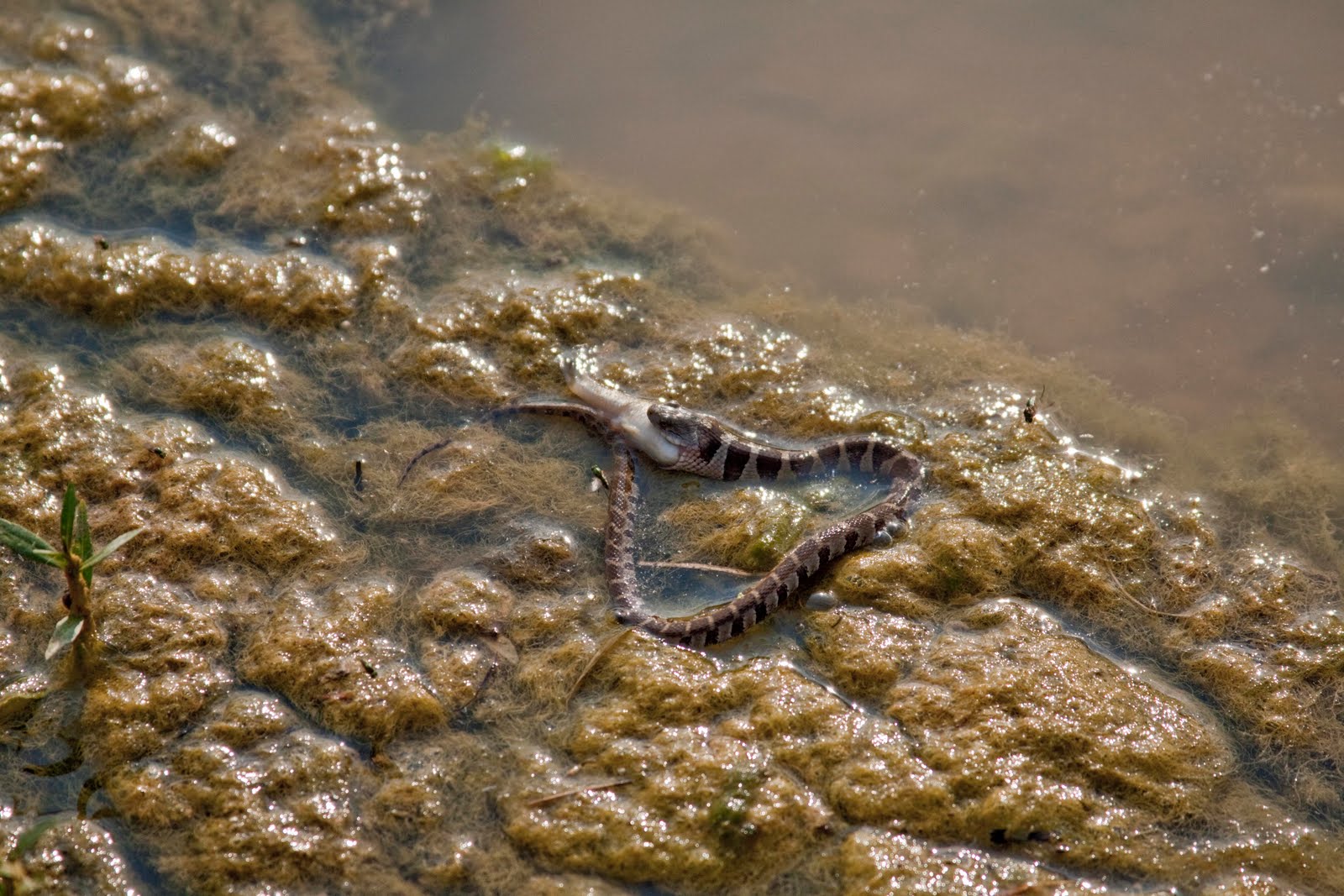Conder Outdoors Snake Eating Fish