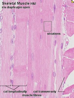 HISTOLOGI VETERINER I: JARINGAN OTOT