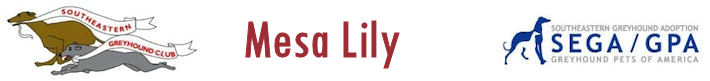 Mesa Lily - NKA Lilly