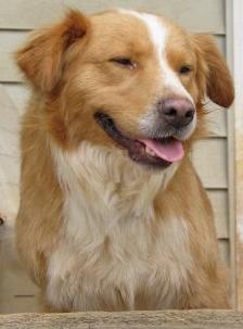 Help Find Leo!