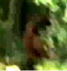 faceless creature stalking moose faceless creature stalking moose