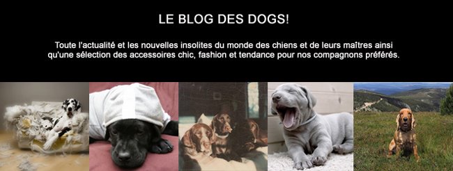 Le blog des dogs!