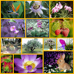 Collage de algunas plantas y flores imporantes