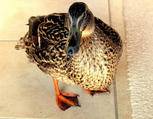 Jemima Puddle Duck