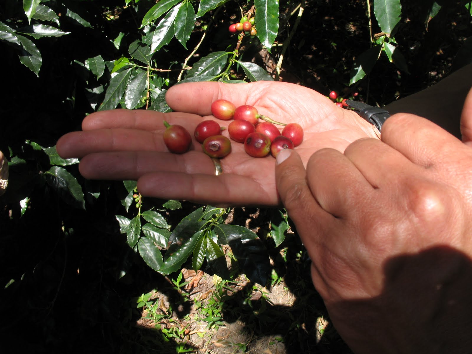 colombian coffee plantations