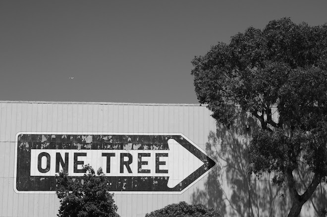 One Tree in the Concrete Jungle: San Francisco, California