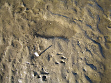 Fossil footprint at Formby