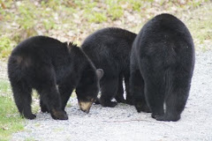 Bear Butts