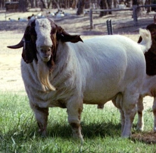 ternakan kambing boer dan kalahari goat classification chart