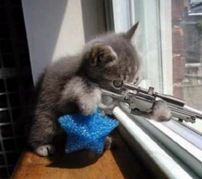 osama bin laden vs saddam hussein_07. funny pictures of cats with