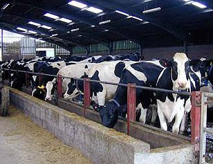 Live cow for sale philippines picture