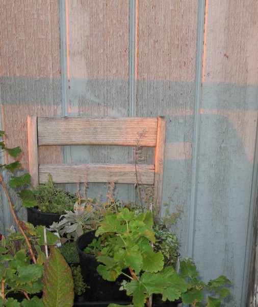 old chair ~ new plants