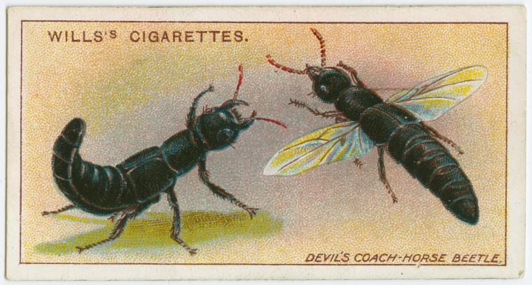[devils+coach+postcard.jpg]