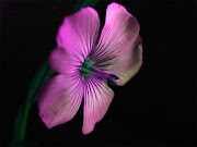 El Fondo Negro (fondo negro)