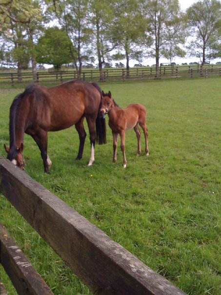 National Stud, Ireland