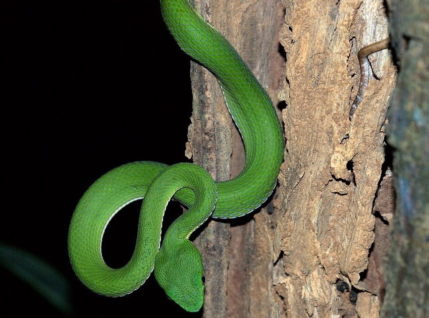 Bamboo viper Snake All about snake pictures
