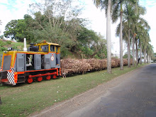 Train de canne à sucre en route pour la raffinerie