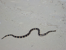 Serpent «Tricot rayé»