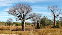 Baobabs australiens