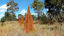 Termites cathédrales