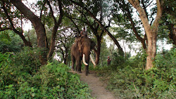 Notre "mahout" et notre monture pour le safari