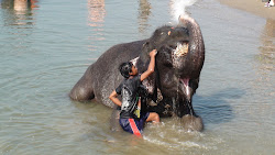 Le mahout brosse son elephant avec une pierre
