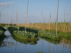 Jardins flottant du lac Inle