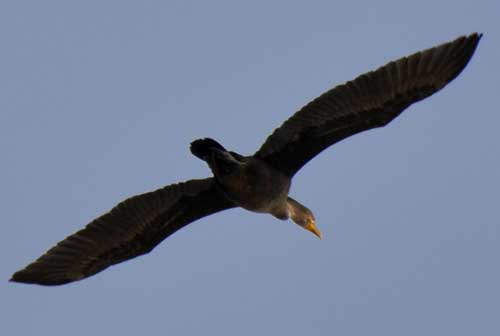 [cormorant+in+flight+copyright+chrisazimmer+s.jpg]