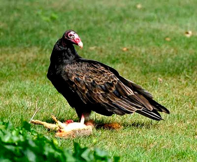 10 Hewan paling Rakus di Dunia Turkey+vulture+5809+copyright++chrisazimmer++vs