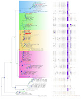external image Arbol+FoxP2.jpg