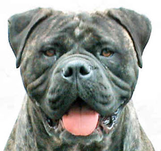 Bullmastiff Vs Mastiff