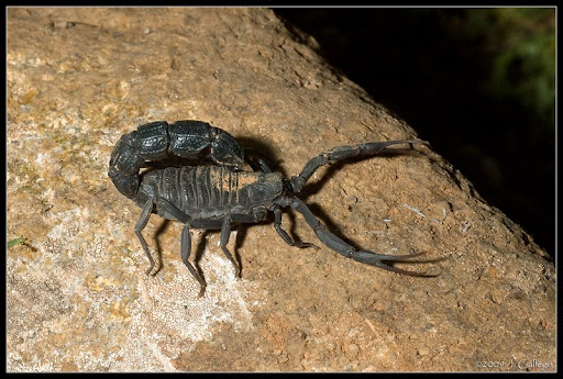 Alacranes