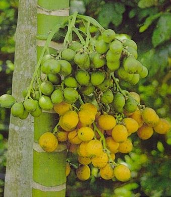 Majid Nanlohy: Pohon Buah Pinang Sentra Gandamayit