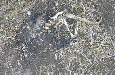 Dead Bird Skeleton