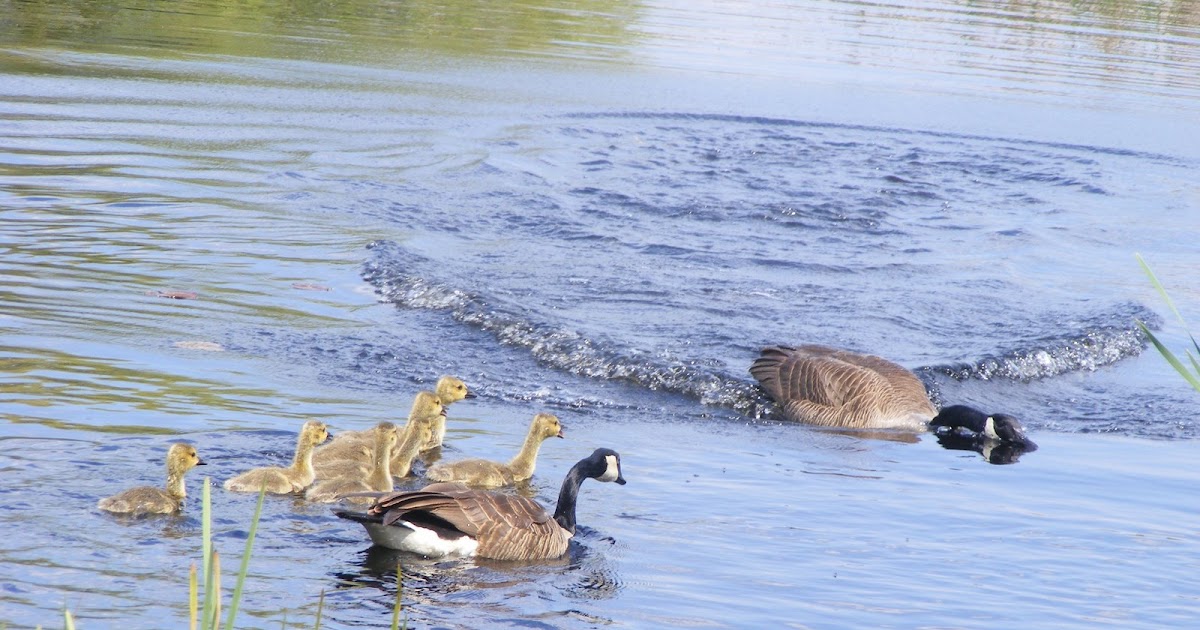 Nature Point Pelee National Park