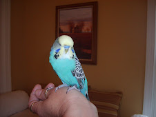 Hunter the English Budgie