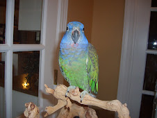 Callie the Blue headed Pionus